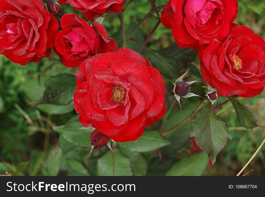 Rose, Flower, Rose Family, Garden Roses