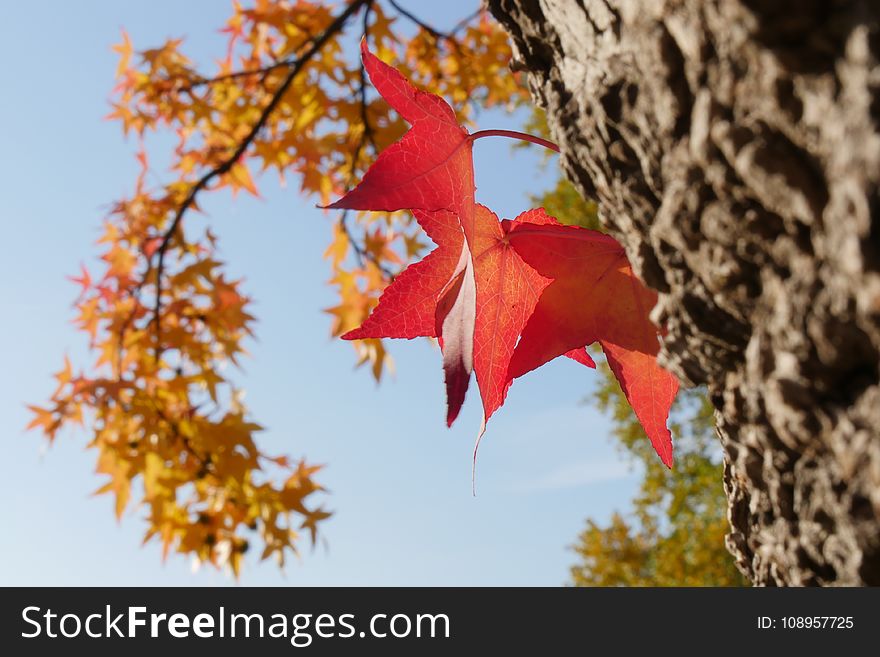 Leaf, Red, Flora, Autumn