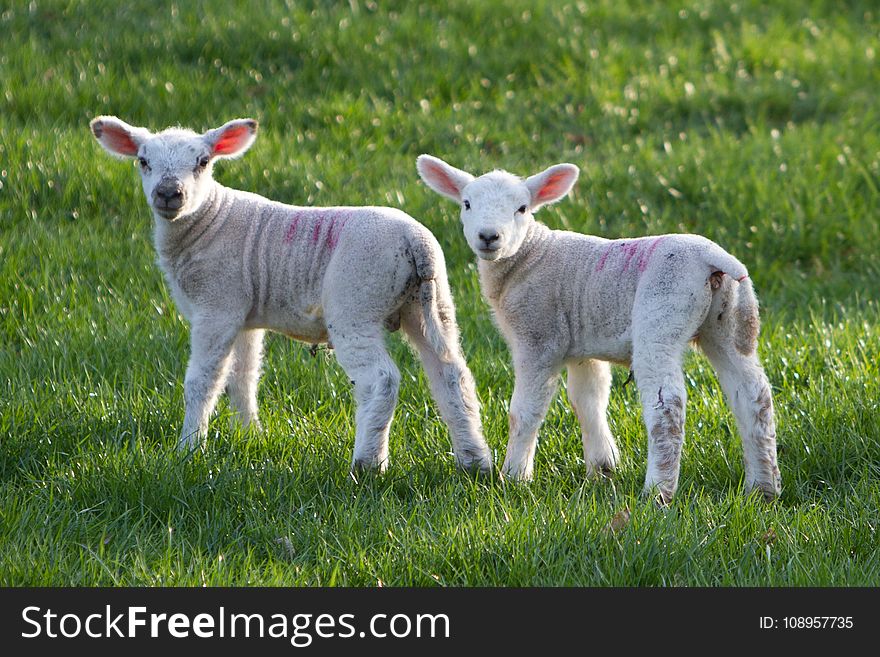 Sheep, Pasture, Grass, Cow Goat Family