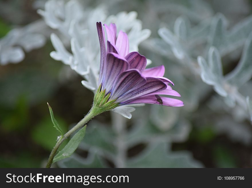 Flower, Plant, Flora, Purple