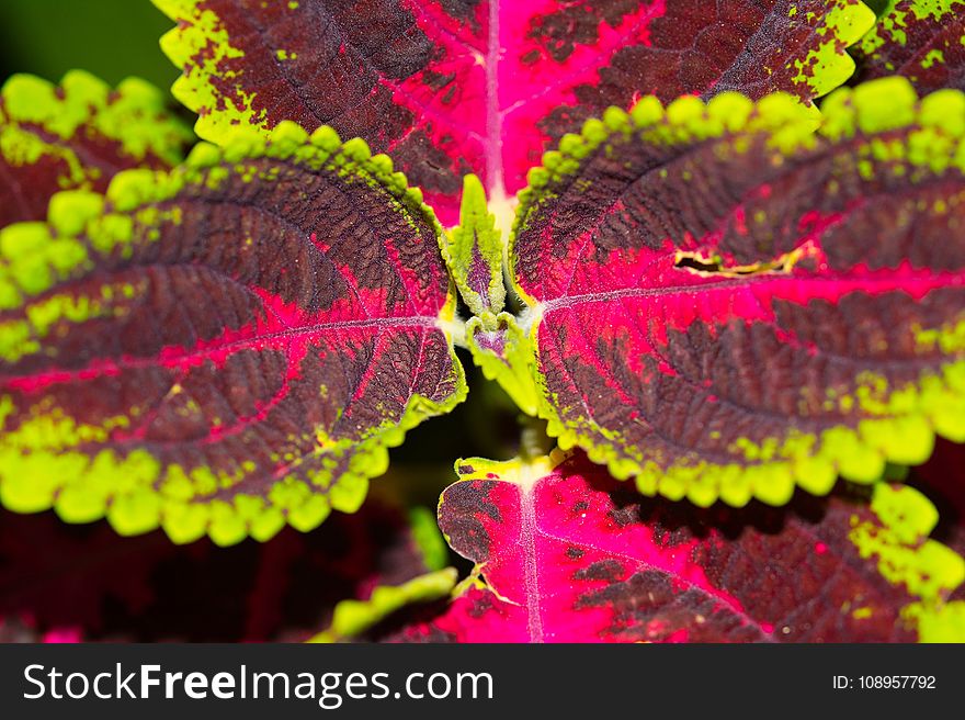 Leaf, Flora, Close Up, Macro Photography