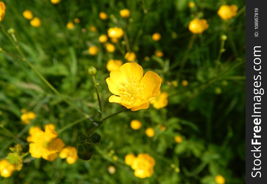 Flower, Yellow, Flora, Common Tormentil