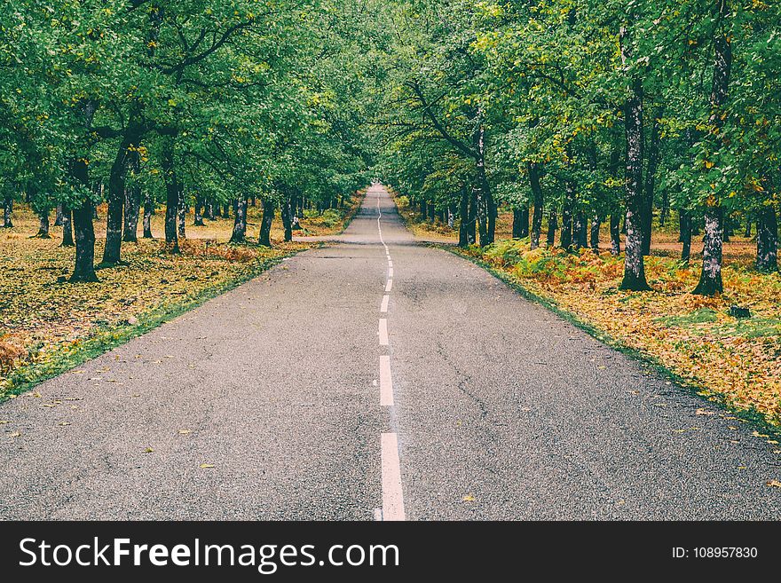 Road, Path, Lane, Tree