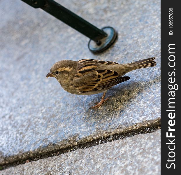 Bird, Sparrow, Fauna, House Sparrow