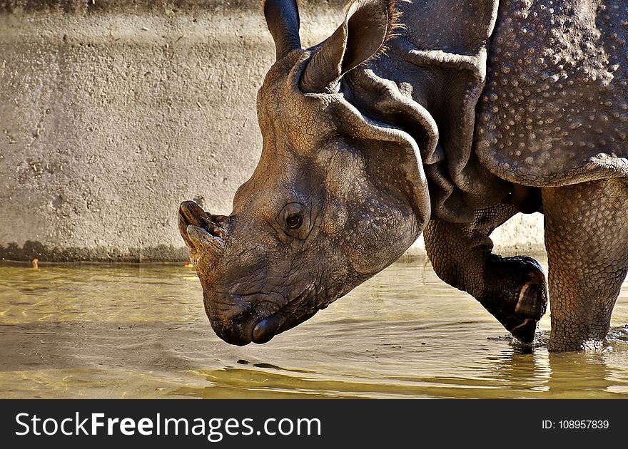 Rhinoceros, Fauna, Mammal, Wildlife