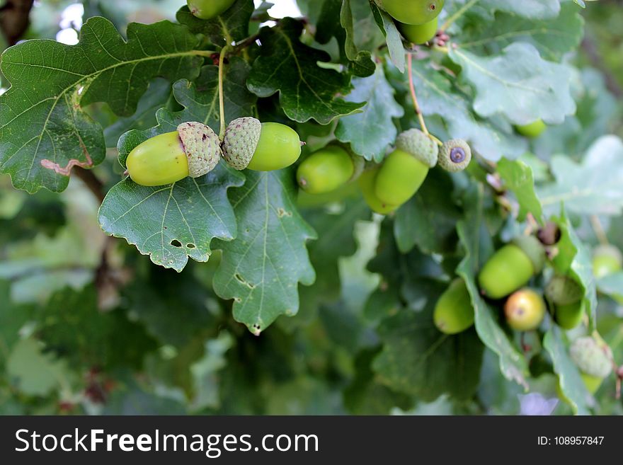 Fruit, Tree, Grapevine Family, Produce