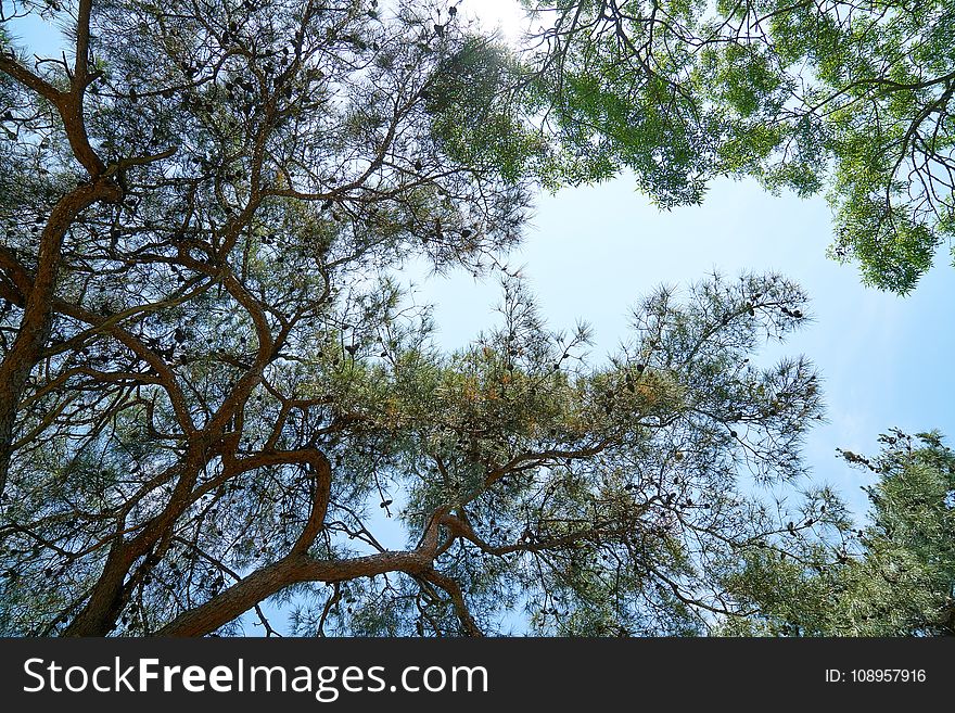 Tree, Sky, Branch, Vegetation