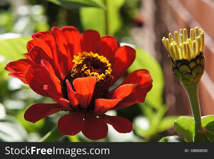 Flower, Petal, Close Up, Flowering Plant