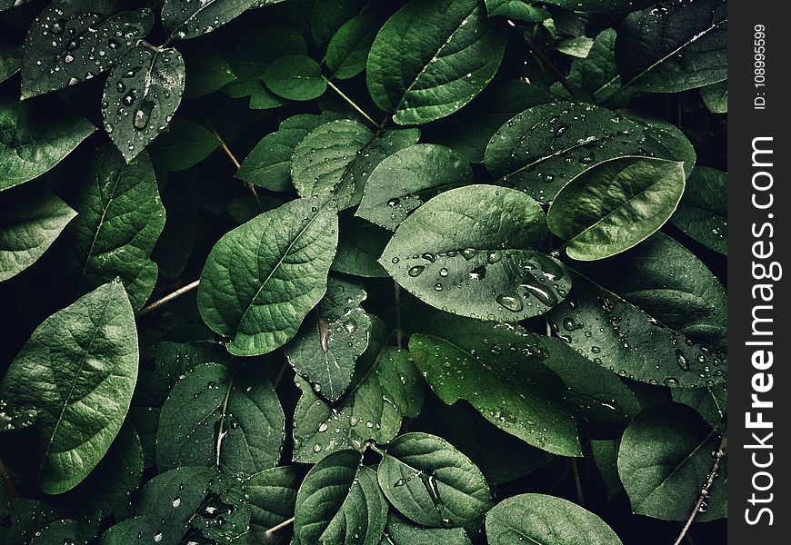 Close-Up Photography Of Leaves With Droplets