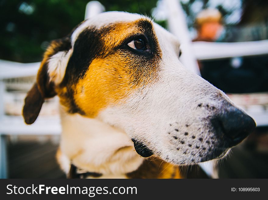 Tricolor Short-coated Dog in Close Up Photography
