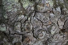 Free Bark Pattern Royalty Free Stock Photo - 1090285