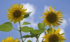 Summer Sunflowers Royalty Free Stock Photography Summer Sunflowers Royalty Free Stock Photography
