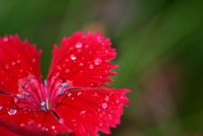 Red Carnation Stock Images Red Carnation Stock Images