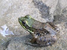 Frog In A Pond Royalty Free Stock Photos
