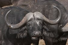Buffalo Chewing Royalty Free Stock Photos