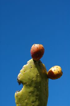 Prickly Pear Royalty Free Stock Image