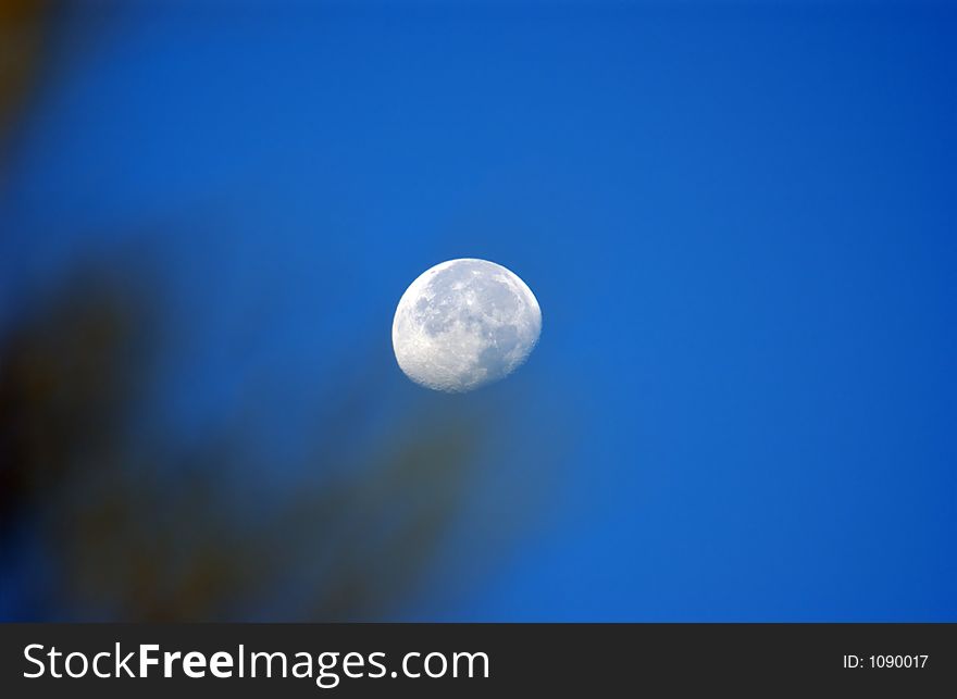 Moon from behind the trees and blue sky