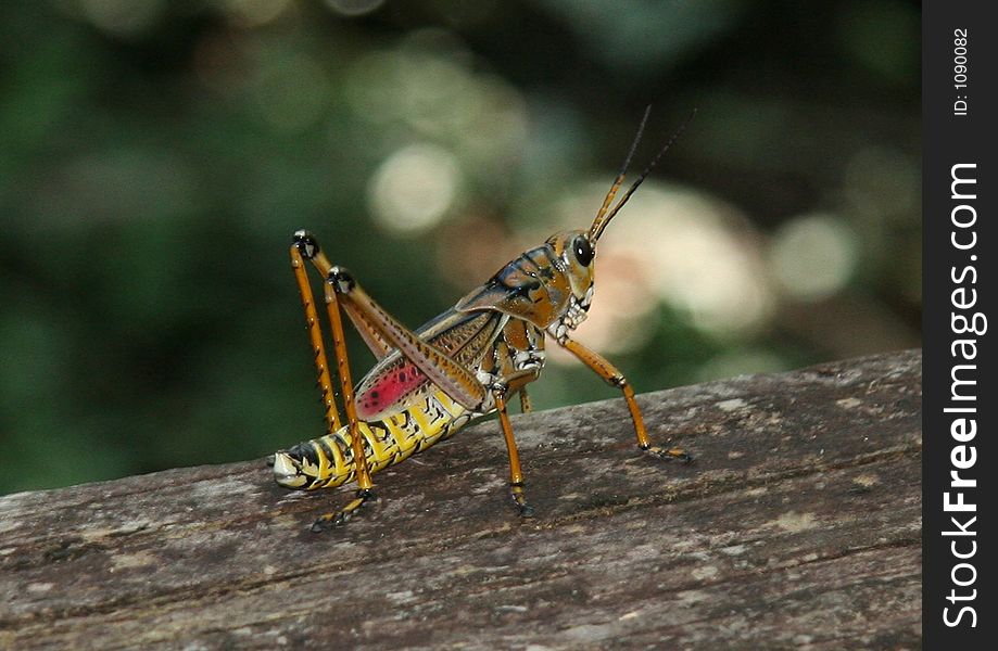 Grasshopper2