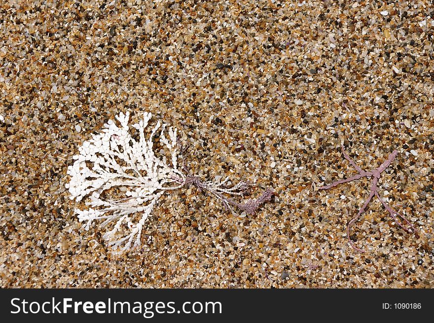 North California coast - low tide