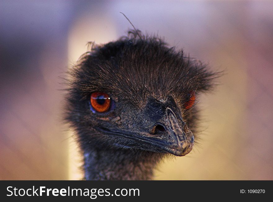 Portrait of an Ostrich close up