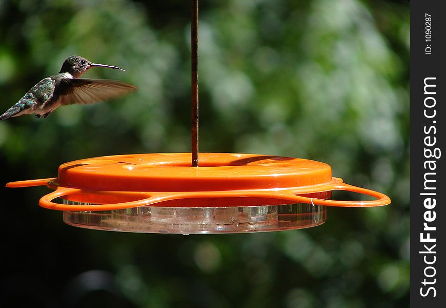 Small hummingbird finding a feeder of nectar. Small hummingbird finding a feeder of nectar