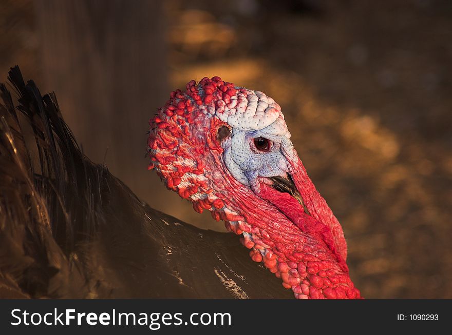 Portrait of a Male Turkey. Portrait of a Male Turkey