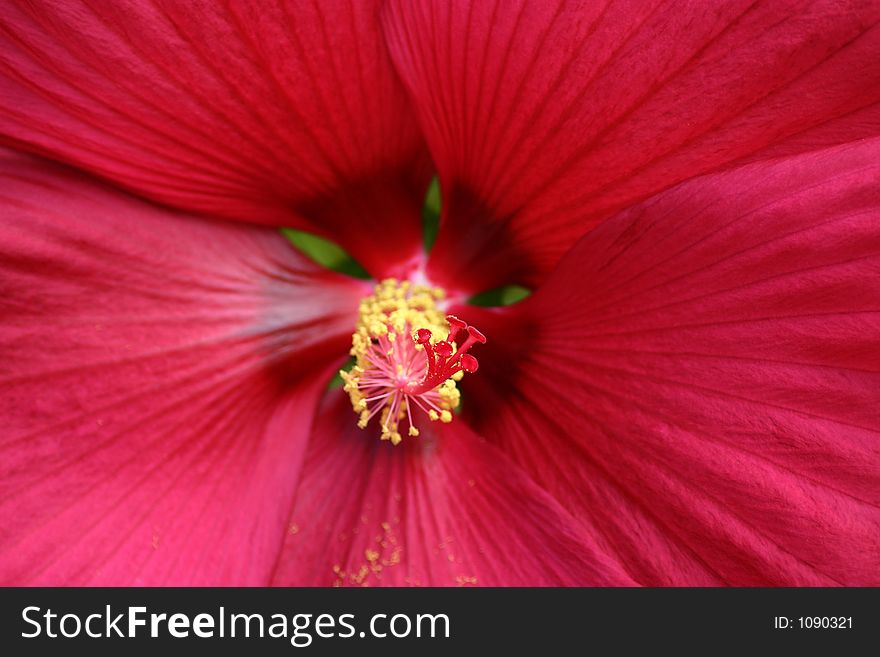 Macro of a pink hibiscus