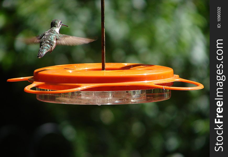 Hummingbird finished drinking nectar from feeder. Hummingbird finished drinking nectar from feeder