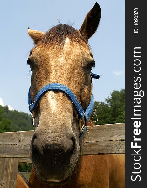 Close up of horse face