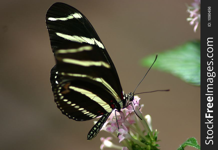 Black butterfly on a butterfly bush