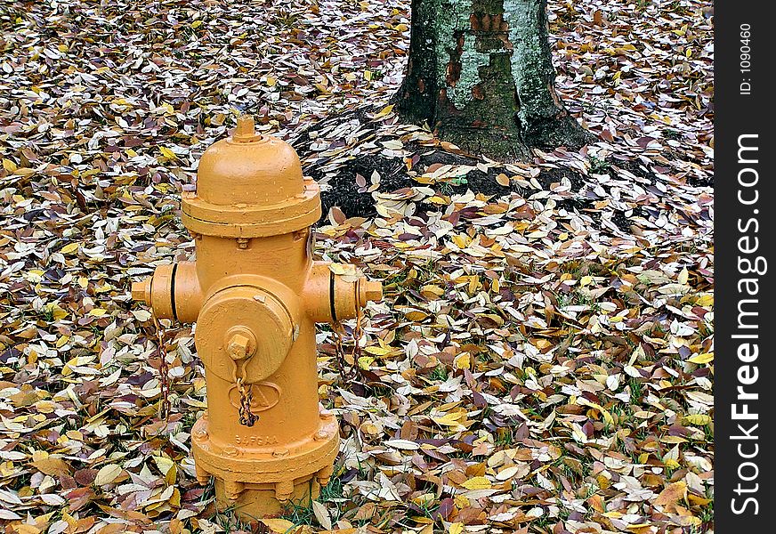 Hydrant taken in the fall with dead leaves. Hydrant taken in the fall with dead leaves