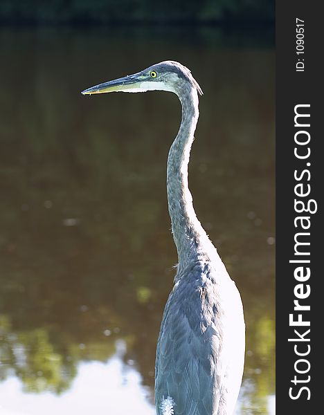 Bird on water. Bird on water