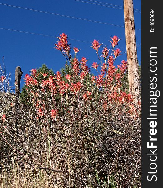 indian paint brush plant along side the roadway. indian paint brush plant along side the roadway.