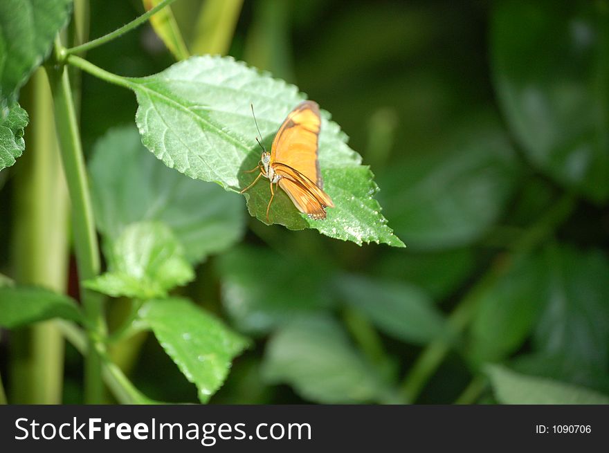 Butterfly on  leaf