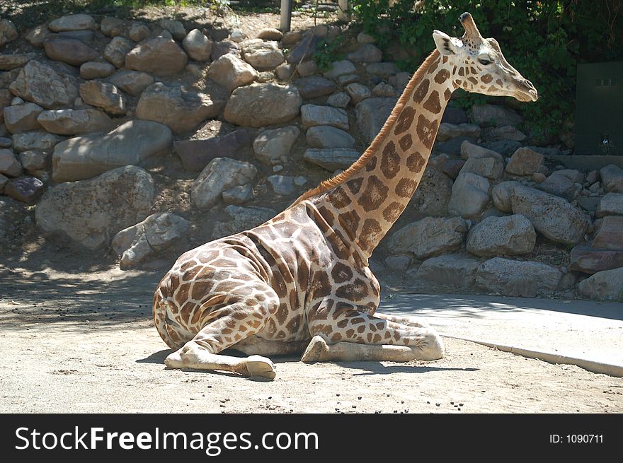 Giraffe relaxing