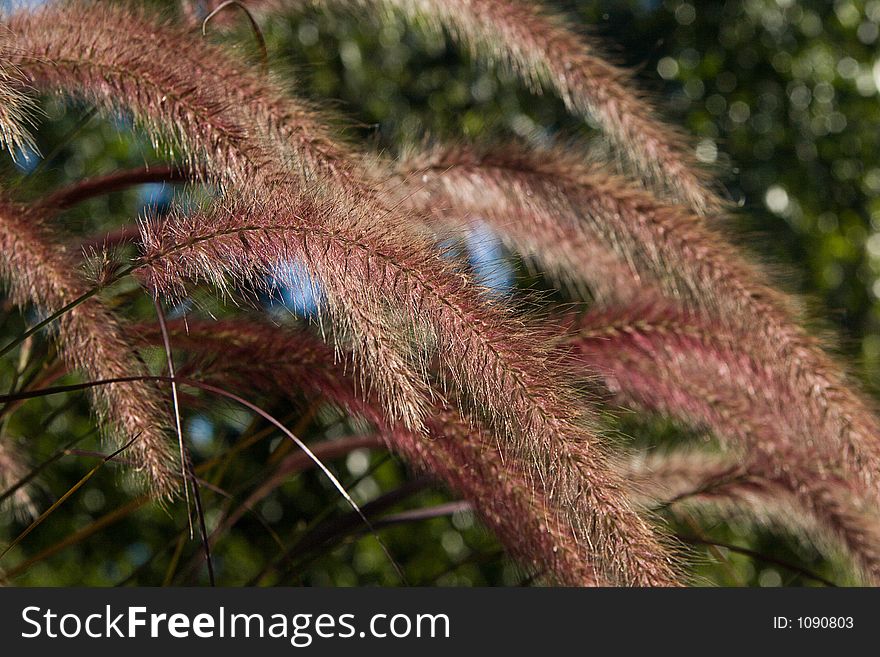 Autumn Tall Grass Seed