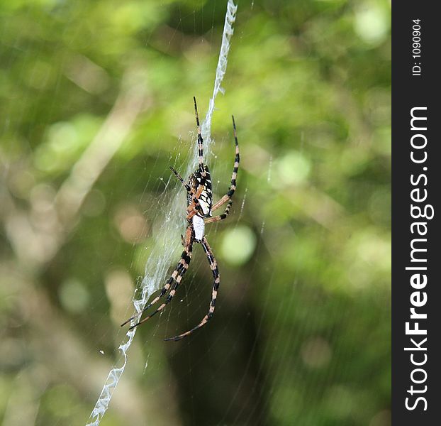 Spider spinning a web