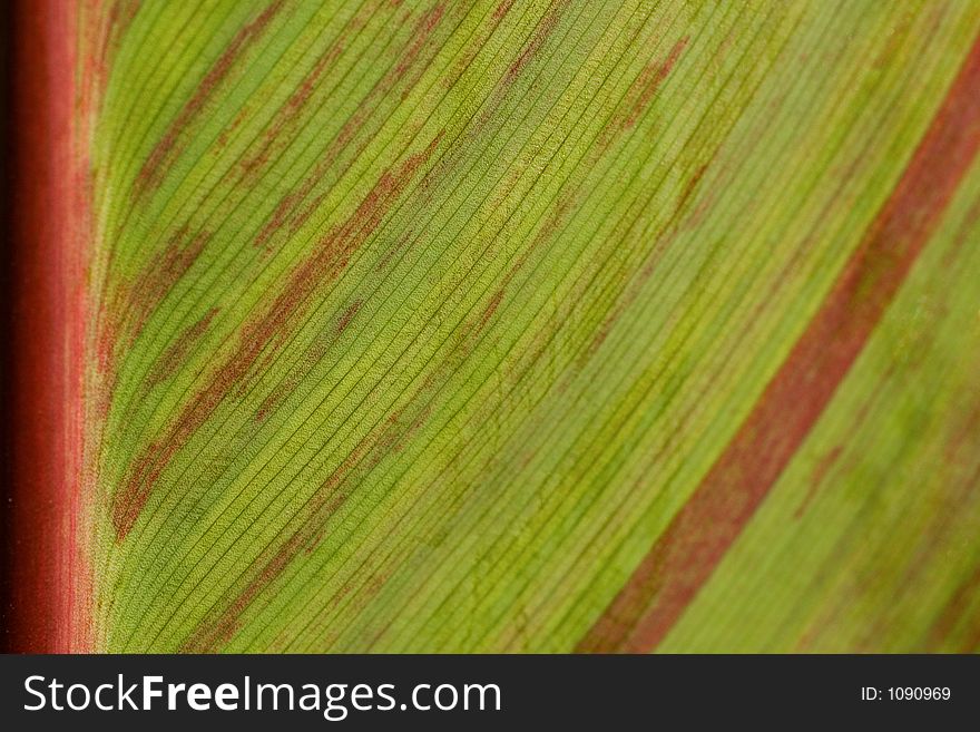 Close up Leaf Detail