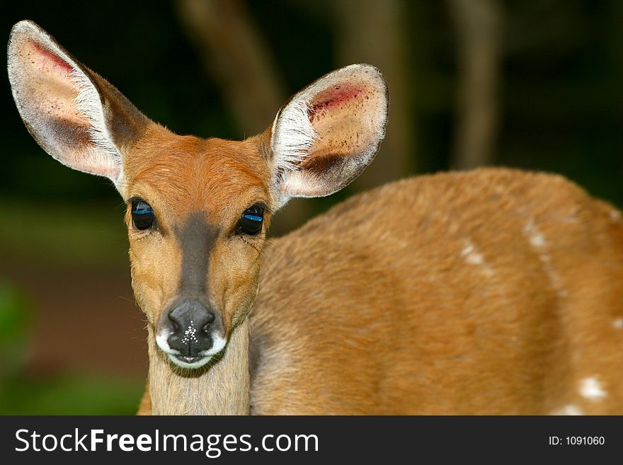 Closeup of a deer
