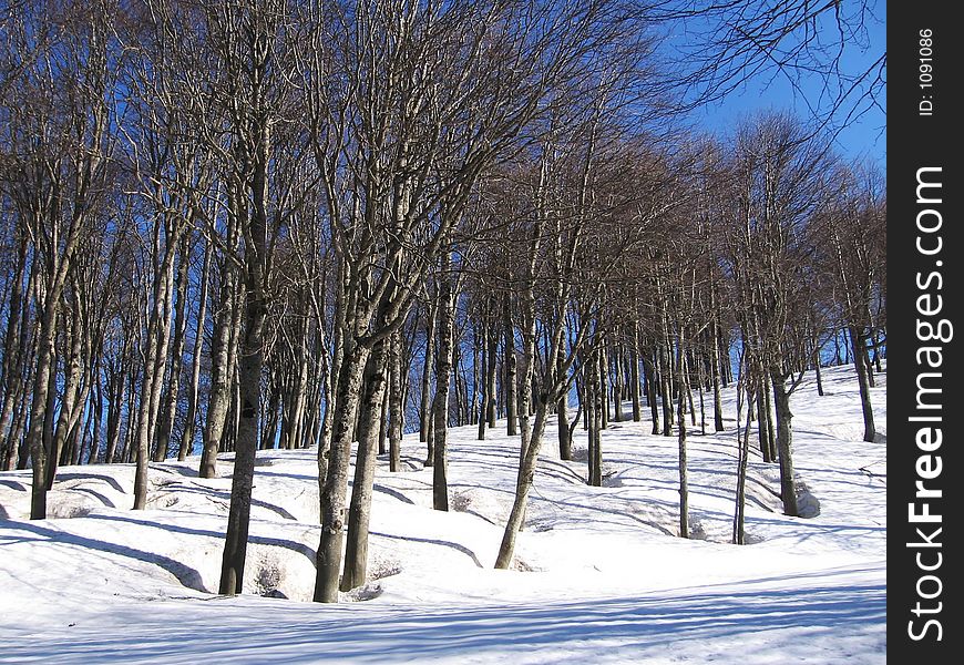 Winter forest in Caucasus mountains,Russiav