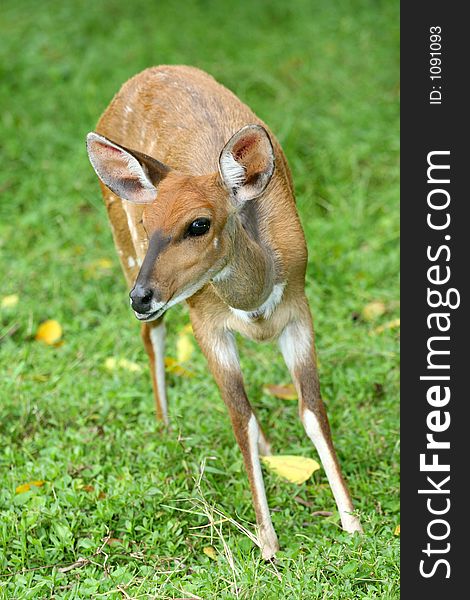 Deer standing on grass