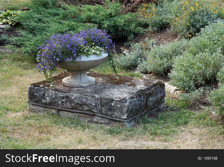 Flowerpot with blue flowers.