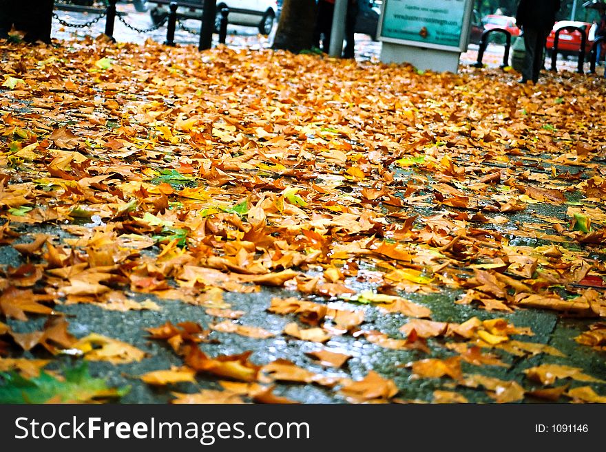 Autumn Leaves 2