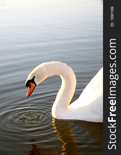 Swan on lake. Swan on lake