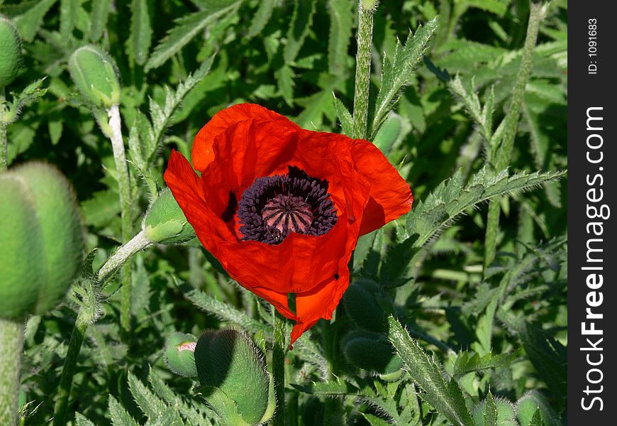 Red poppy. Red poppy