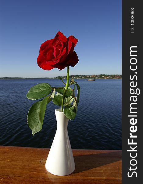 Red rose with a fjord in the background