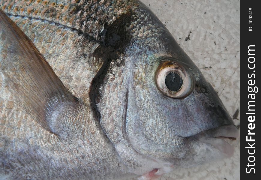 Large fish in close up. Large fish in close up.
