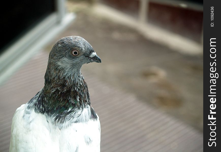 White european pigeon