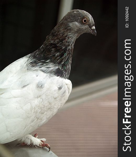 White european pigeon