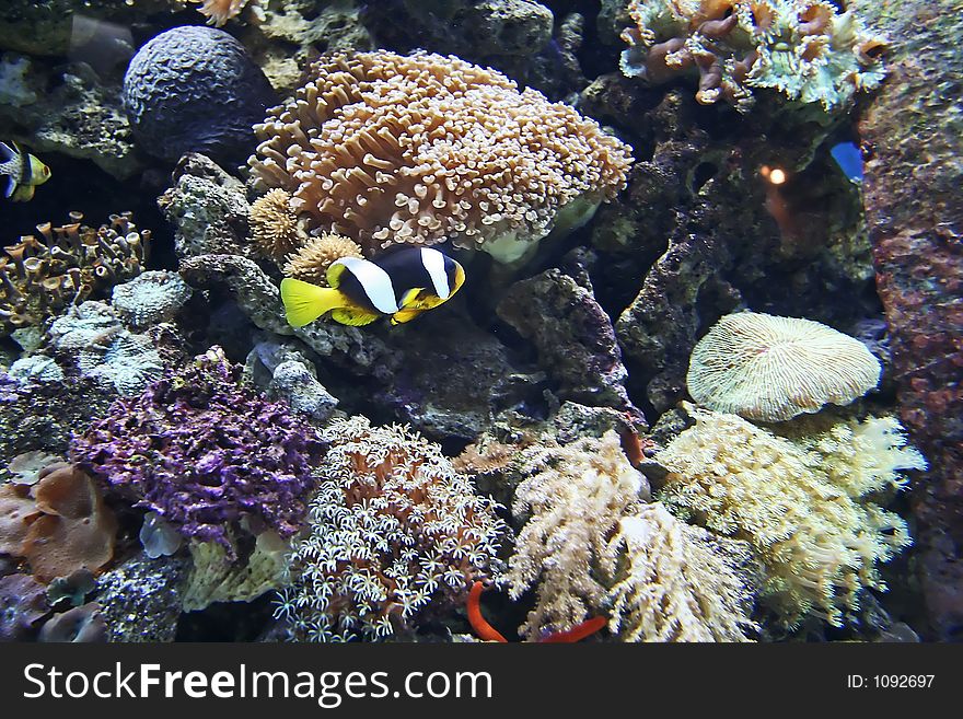 Clownfish and coral